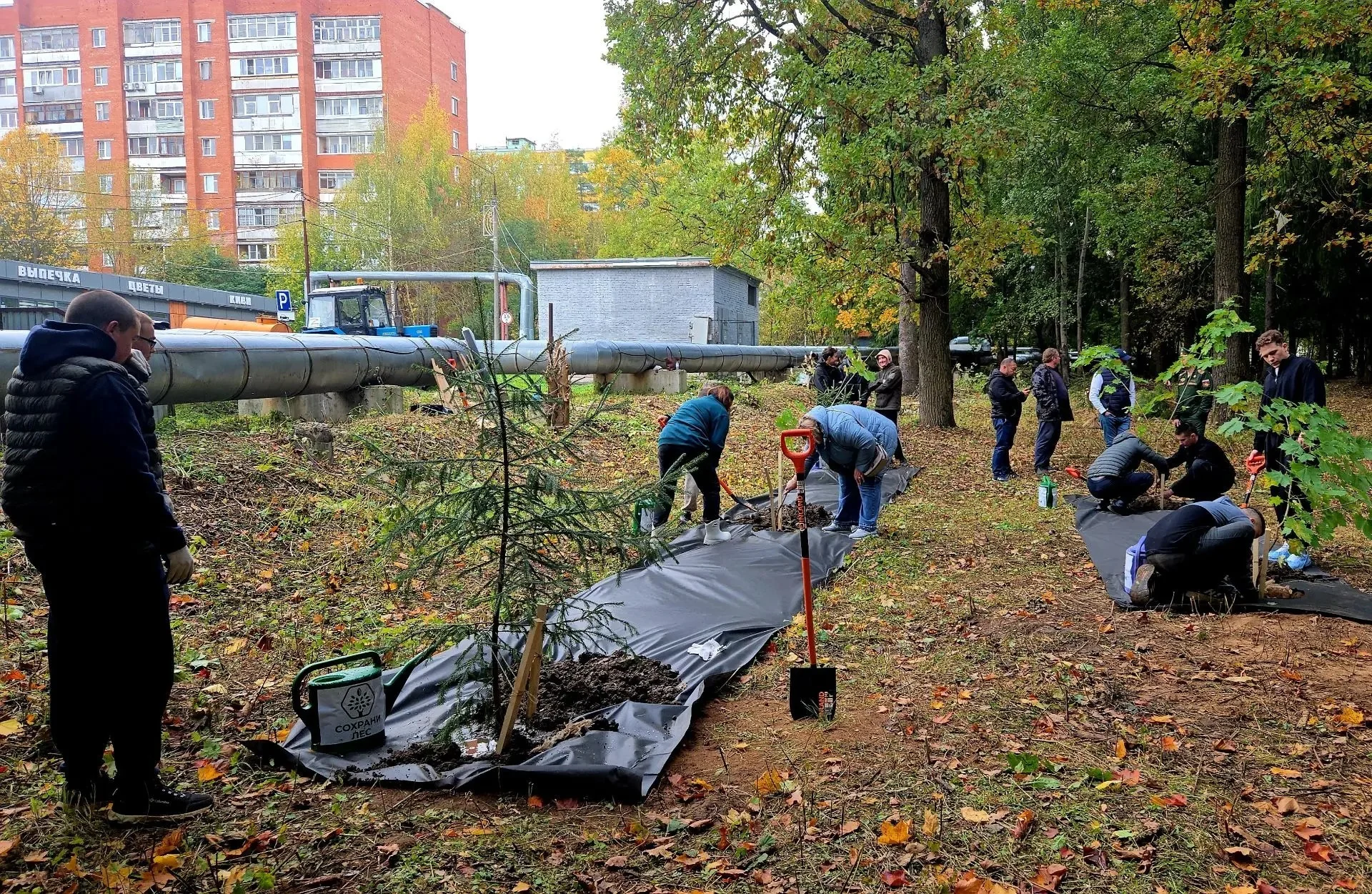 Двадцать молодых деревьев высажены в лесной зоне у Среднего озера, фотография 1